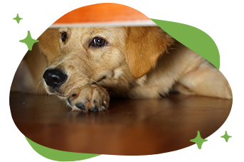 img-ringo-adopcion-3.png